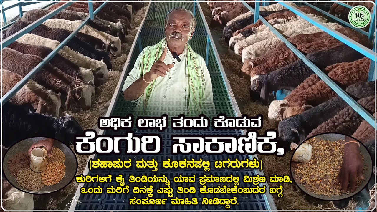ಅಧಿಕ ಲಾಭ ತಂದು ಕೊಡುವ ಕೆಂಗುರಿ ಸಾಕಾಣಿಕೆ | Kenguri Sakanike | Kuri Sakanike | Sheep Farming | Nam Baduku