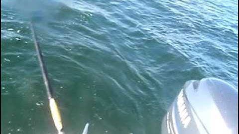 False Albacore Hat Cam Screaming Drag.AVI
