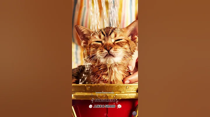 Video 11781671: british shorthair golden kitten, sweet british shorthair kitten, british shorthair kitten enjoying, kitten bath, cat