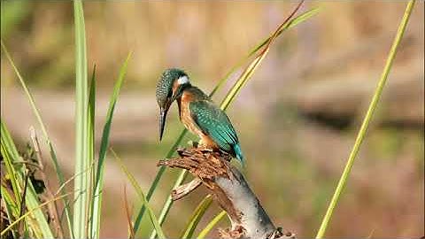 Funny Birds - Common Kingfisher drops a fish - filmed on Panasonic GX85