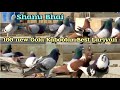 Shanu bhai  ghagre desi gola kabootar   most expensive pigeon  100 new gola kabootar lariyan