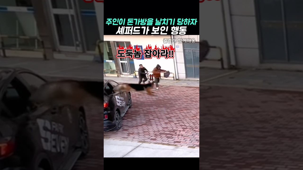 주인이 돈가방을 날치기 당하자 셰퍼드가 보인 행동