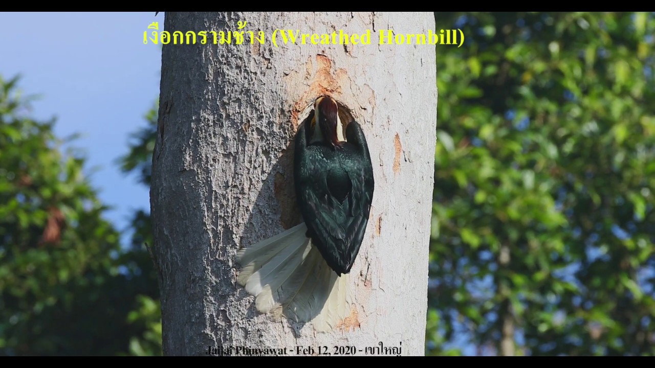 นกเงือกกรามช้าง (Wreathed Hornbill) 
