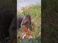 🐿️ the little baby squirrel is eating a hickory nut ....