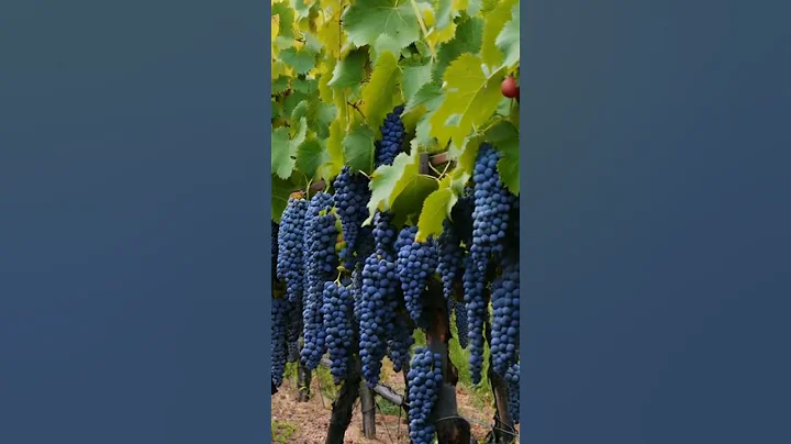 Growing best grapes.New. #wine #grapevine #grapegrowing #fruits #fruit #grapeharvest #vineyard