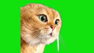 Talking Confused Cat Meme Green Screen Template