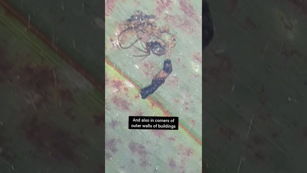 Diamond comb-footed spider 
