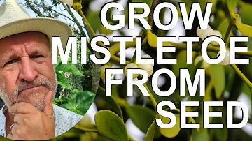 How to Grow Mistletoe from Seed