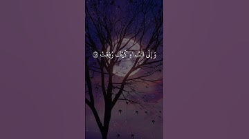 أَفلَا يَنْظرُونَ إِلَى الْإِبِلِ كيْفَ خلِقَتْ | #عبد_الباسط_عبد_الصمد #قرآن #اكسبلور #تلاوة_خاشعة