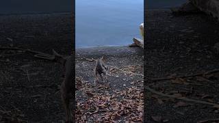 引きこもり犬クレープ👿イタグレ界隈の湖畔🚀 #dog  #芦ノ湖  #イタグレ