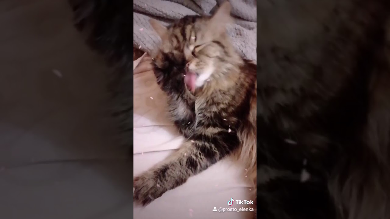 Киса в машине