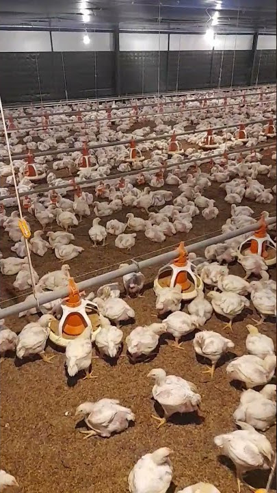 Kondisi ayam di kandang 2 tingkat #shorts #tiktok #story #storywa #chicken #viral #trending