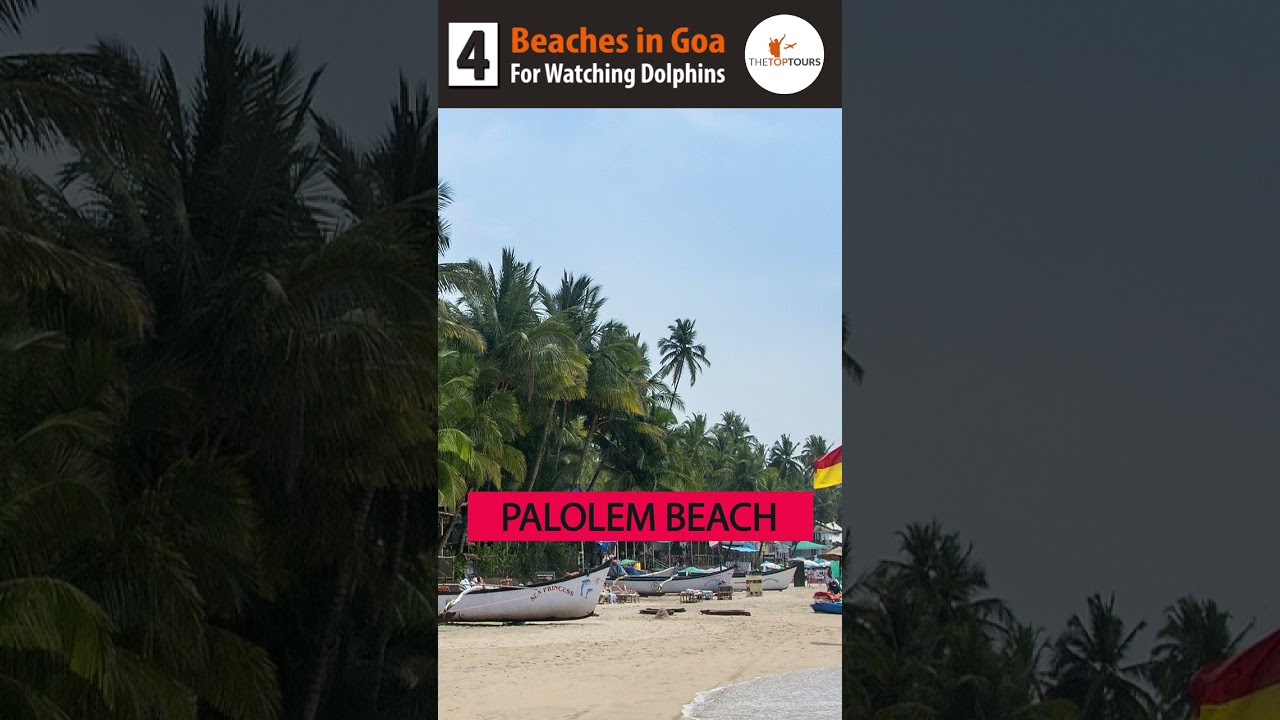 4 Amazing Beaches in Goa For Watching Dolphins, India #Shorts #TheTopTours