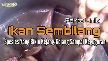 Ikan Sembilang Beracun Tapi Banyak Manfaat Untuk Tubuh