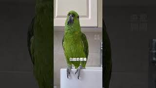 An opera-singing parrot