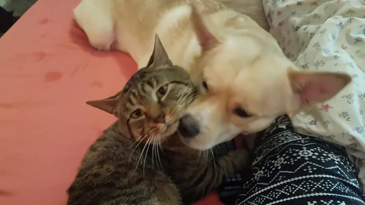 Unusual Friendships
