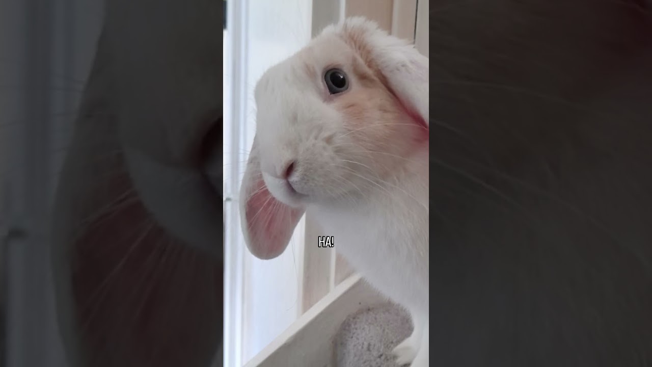 nothing stops Thor from anything 💪 #funnybunny #cutebunny #rabbit