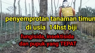 Penyemprotan timun di masa pertumbuhan/ vegetatif. insektisida dan fungisida yg tepat