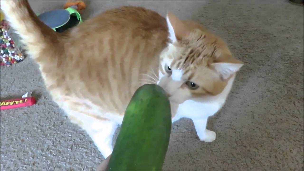 Cat Vs Cucumber - YouTube