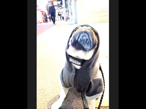 [パグ]夜のパグ🐕 (cool pug) #shorts