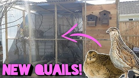3 New Japanese Quails! - & New Budgie & Adding Nest Boxes