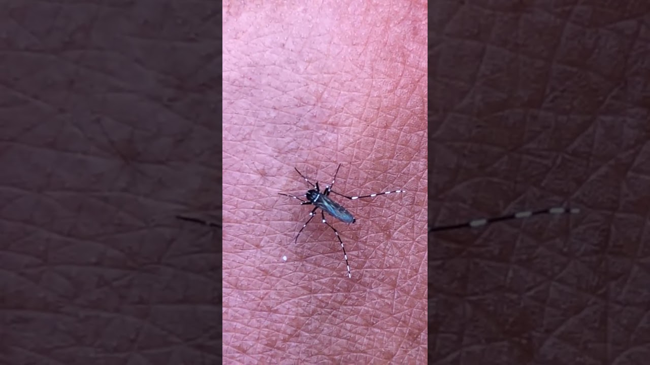 Look! Asian tiger mosquito from nothing till full of blood! 