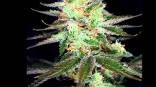 3d.wmv