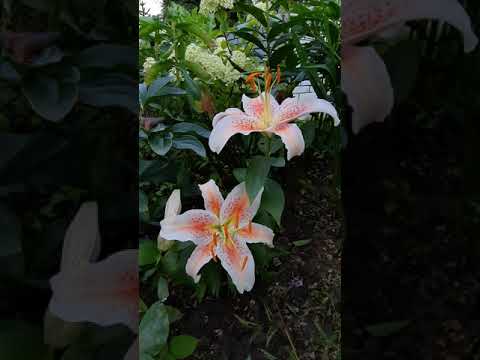 تصویری: سوسن ملخ یا موج دار Lilium Martagon