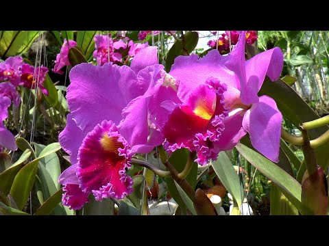 Нонг Нуч, Сад орхидей, Сад с керамикой, Nong Nooch Tropical Garden