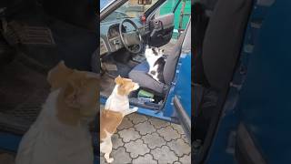 Boni and cats Timosha, Sonya🩷💛LET'S be friends!