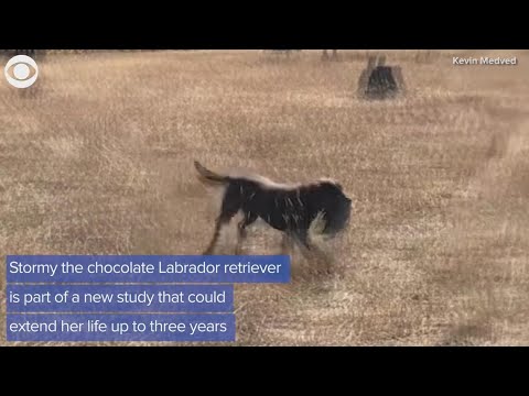 Video: Tyrimai rodo, kad šunys yra labiau linkę į neuroninius žmones