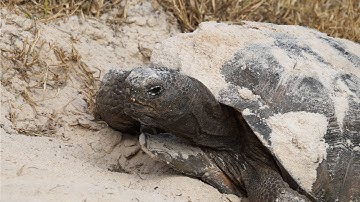 Help the FWC Protect Gopher Tortoises