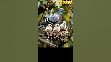 The pigeon makes a nest on the grape tree and the parrot also makes a nest 😭#ai #pigeon #parrot