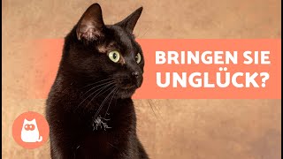 7 NEUGIERIGKEITEN über SCHWARZE KATZEN 🐱🖤 Bringen sie Unglück? Warum möchte niemand sie adoptieren?