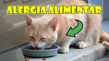 O que pode causar alergia em gatos?