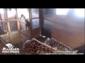 Giraffe Cam - Animal Adventure - April the Giraffe