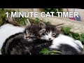 1 minute timer  one minute cat timer