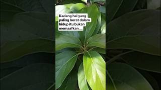 Ceramah singkat tentang memaafkan‼️#harapan #doasingkat #ceramah #viral #quotes