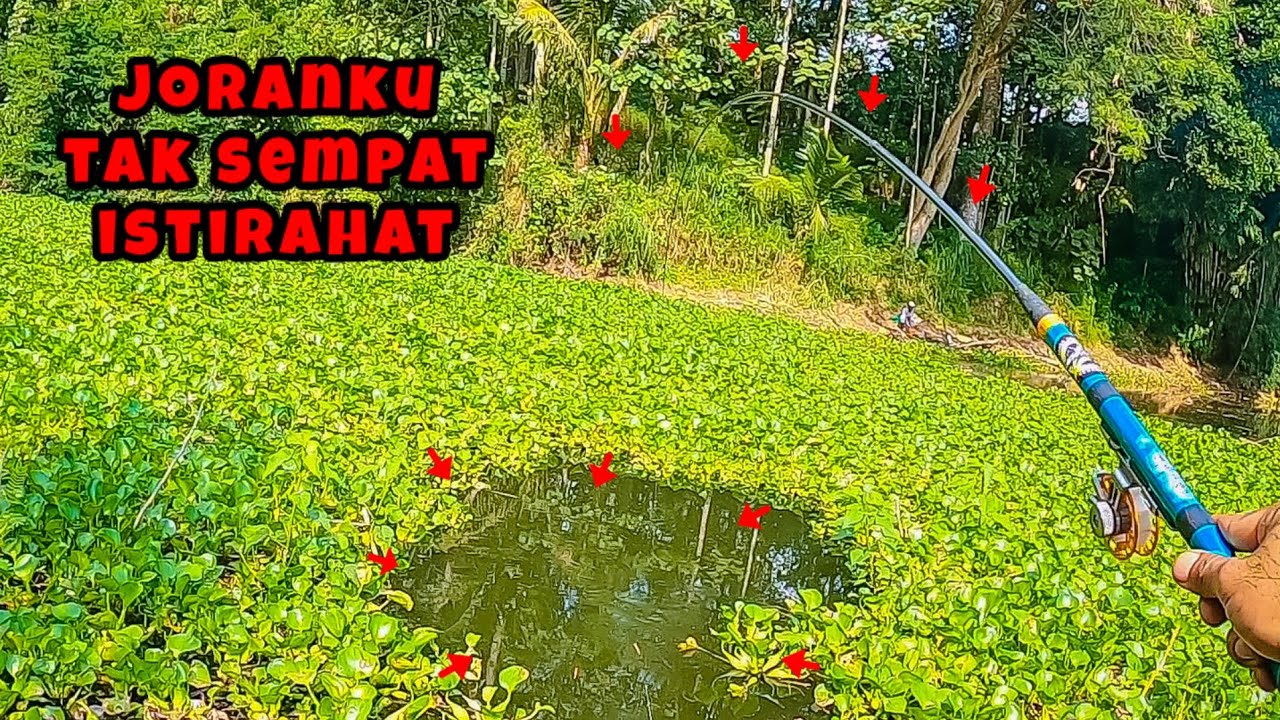 DILUAR DUGAAN‼️ SPOT SEMPIT BEGINI IKANNYA BANYAK || mancing ikan nila di waduk Selorejo Ngantang