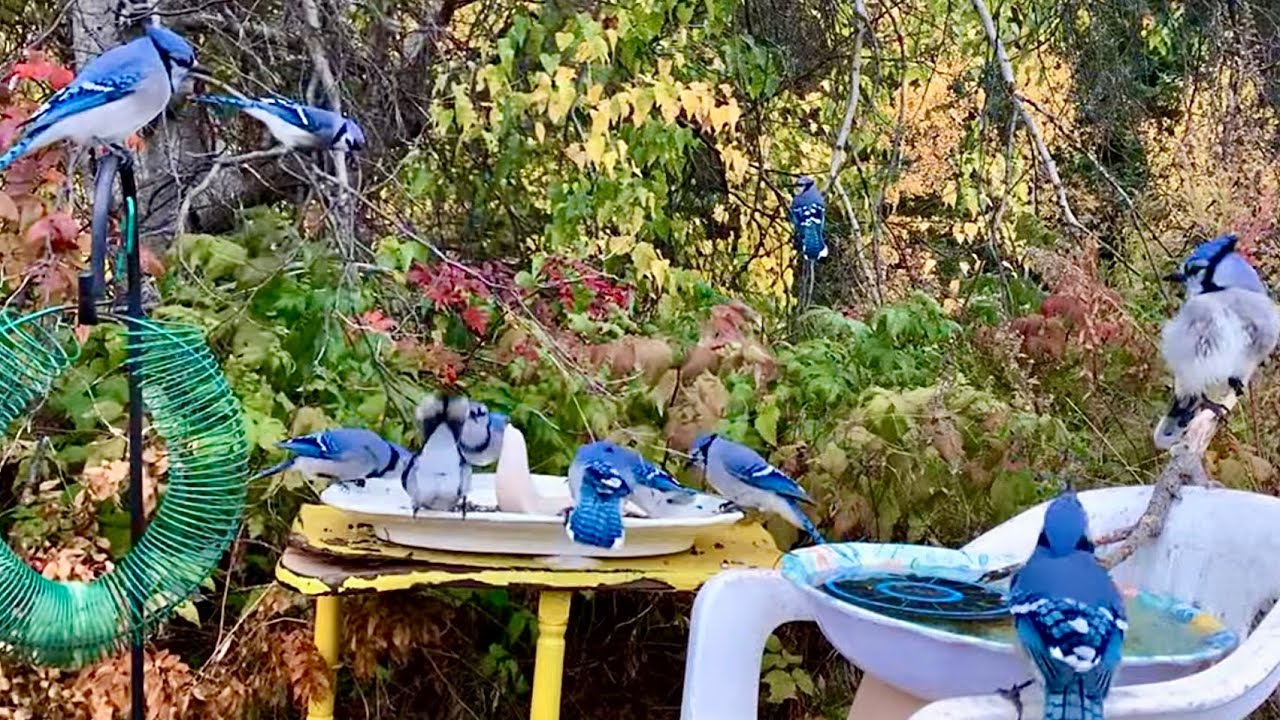 BLUE JAY CAM Birds Squirrels Crows on the Cove New Brunswick 🇨🇦 Sat 3 Jan 2026 