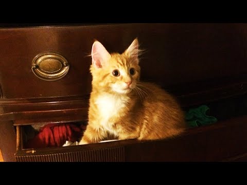sweet-kittens-orange-tabby-kittens-tunneling-under-a-sheet!