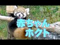 【レッサーパンダ】赤ちゃんホクト　Red Panda HOKUTO at Maruyama Zoo