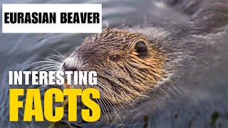 Most Interesting Facts About Eurasian Beaver | Interesting Facts | The Beast World