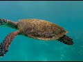 Sea turtle of indian ocean  snorkeling in maldives marinelife seaturtle kidsfriendly