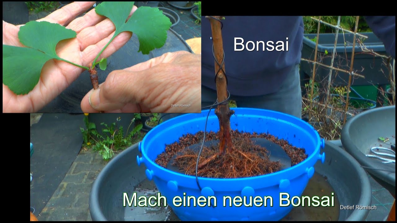 Urwelt Mammutbaum zum Bonsai und Ginkgo zum Bonsai machen mit