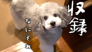 🐶愛犬と収録に行ってきました。【トイプードルのグリィ】【犬】【dog】【toy poodle】