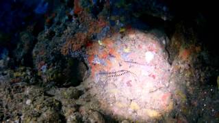 Dilumacad Tunnel Pipefish - LIC Model 322 plus torches