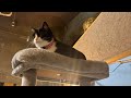 Sandy Live stream