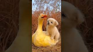 Dog And Duck Bestfriend