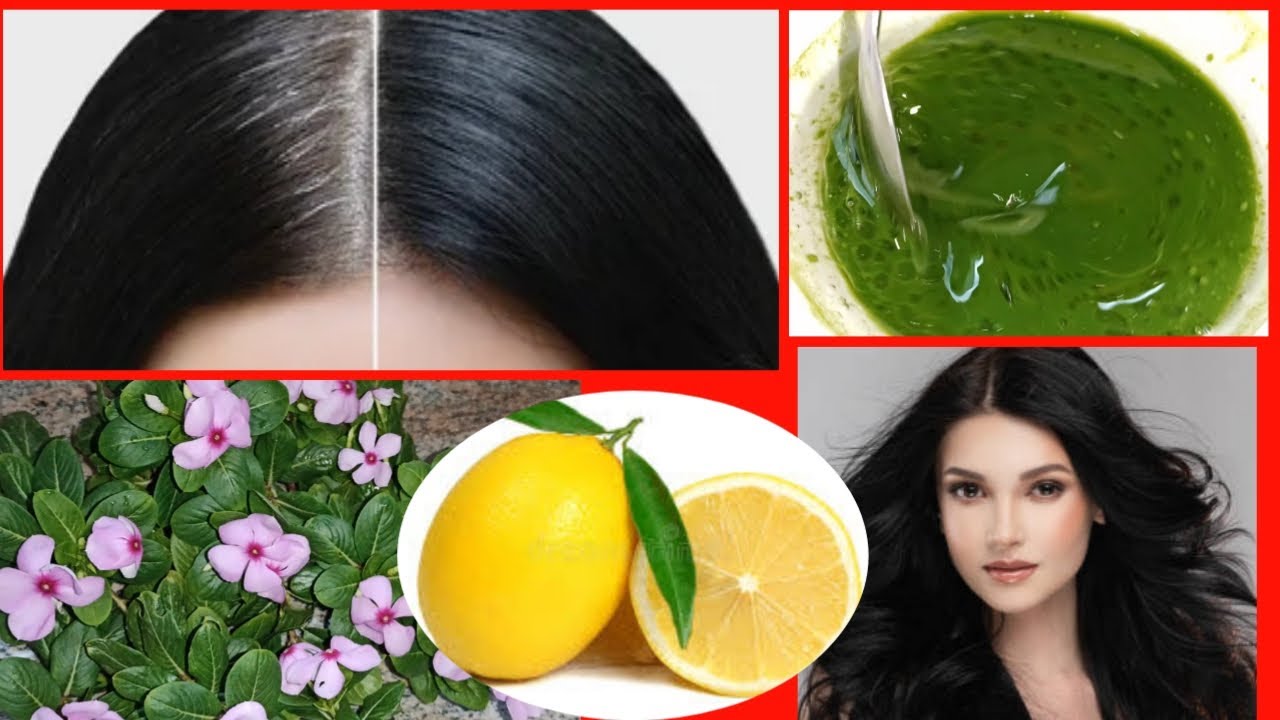 బిల్ల గన్నేరు ఆకులతో తెల్ల జుట్టును నల్లగా మార్చుకోండి.Easy tip to turn